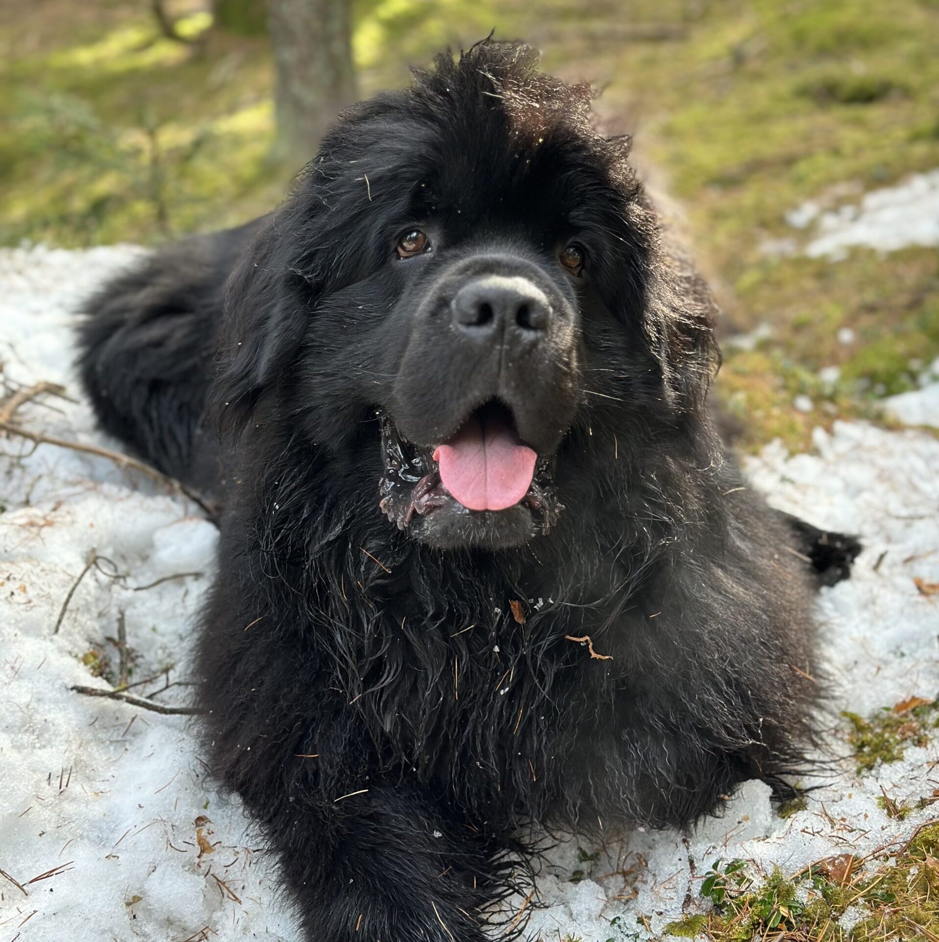 IMG_3135 Ein schwarzer Hund
